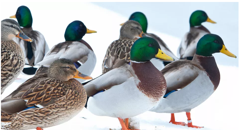 Mallards