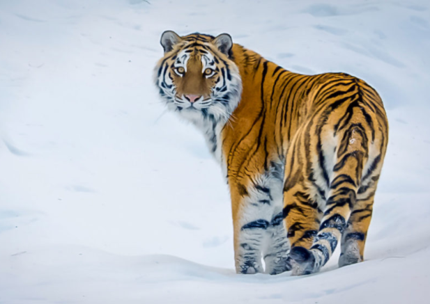 image of Siberian tiger